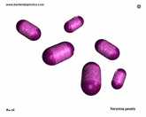 Yersinia pestis image